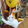 子猫の飼い主さま募集 サムネイル7
