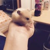長毛ハムスター サムネイル2