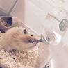 長毛ハムスター サムネイル3