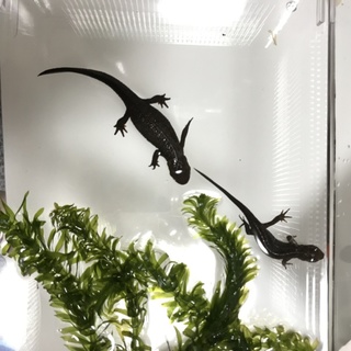 アカハライモリ ペア