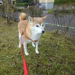 葵さん゜゜(´O｀)°゜足を痛めて。。③