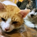 2匹の兄弟猫