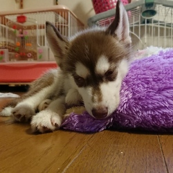 大好きなアイリス