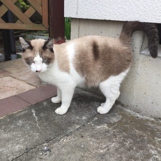 推定1〜2歳  オスのラグドール