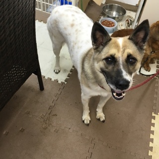 大型犬♬わんちゃん