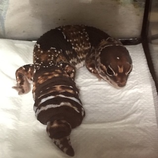 急募！！ニシアフリカトカゲモドキ