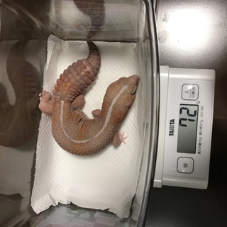 急募！！ニシアフリカトカゲモドキストライプアルビノ