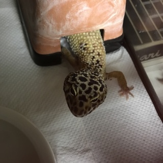 急募！！レオパードゲッコー