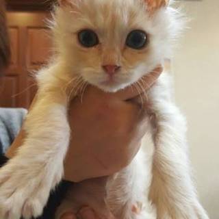 お見合い予定の為、募集一時停止します