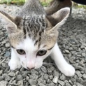 子猫