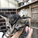 野良猫ちゃん (=^x^=)