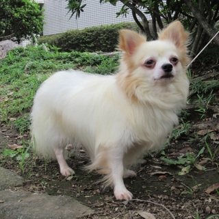 やさしいお顔のチワワ　決まりました