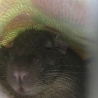 小次郎