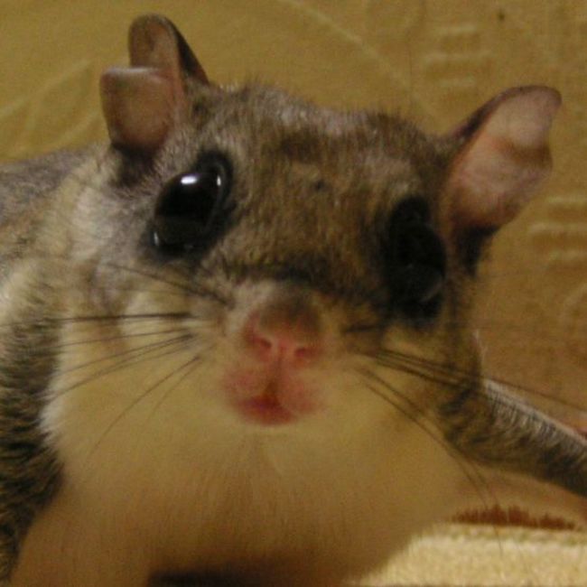 Ｇライヤーのカバー写真