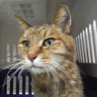 里親様が決まりました♡有難うございました！