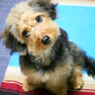 家族ができました。ありがとうございます。