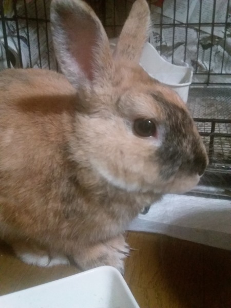 ネザーラビットの里親募集 サムネイル1