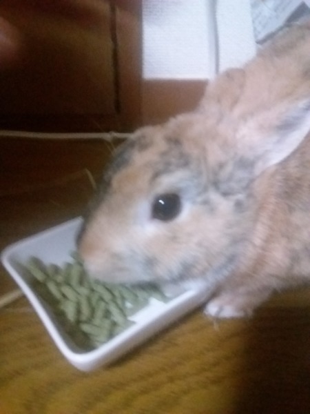 ネザーラビットの里親募集 サムネイル2