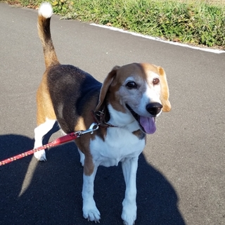 元気で健康なビーグルです！
