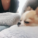 小さいチワワ 里親募集