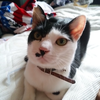 引っ越し先の許可が降りたため終了♂３歳