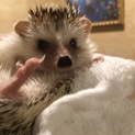 ハリネズミ[パイド]里親募集中！
