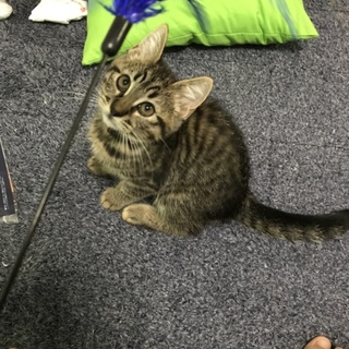 人懐こっく元気のある男の子   ４ヶ月