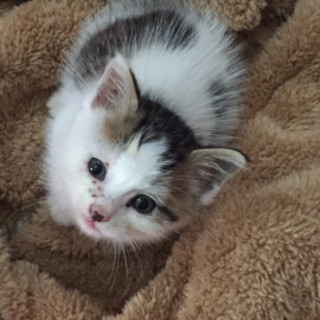 ふわふわもこもこのおチビさん