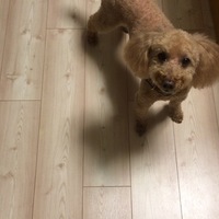 ししまる