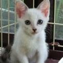 よく遊んで来るので、この猫を幸せにしてあげられる人
