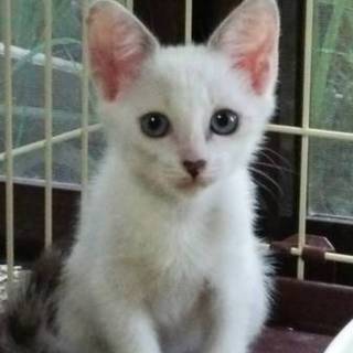 よく遊んで来るので、この猫を幸せにしてあげられる人