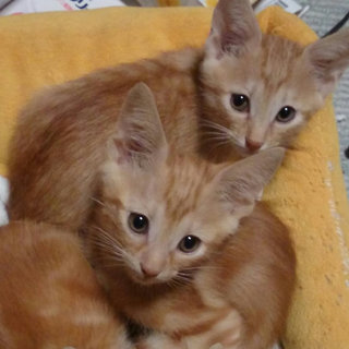 可愛いチャトラの兄弟子猫(一匹ずつでも可)
