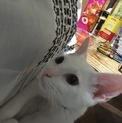 子猫