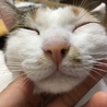 こたこむ さん