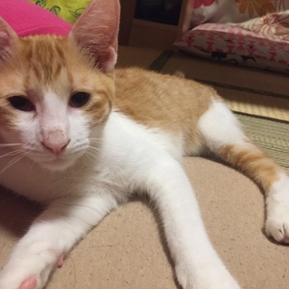 困った顔のりょう君、里親募集中！