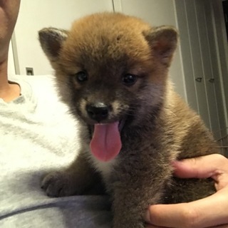 柴犬(生後２ヶ月)の子犬です！