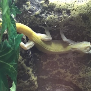 【急募】バナナヤモリ里親募集
