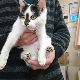 【完全家飼い様】訳あり子猫を保護しました【募集】