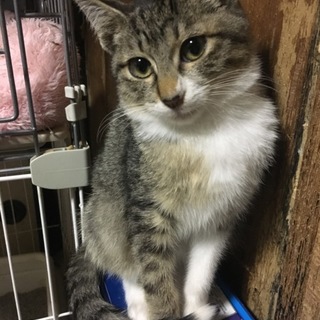 甘えっ子の可愛いチビ太君です❤️