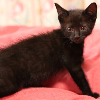 黒の２か月男の子