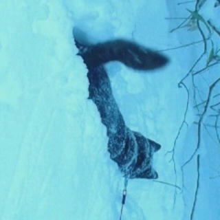 凛々しさの中に優しさあり。甲斐犬の中虎毛、オス