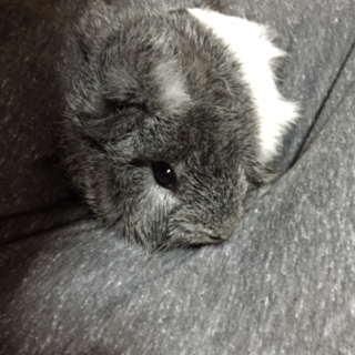 アビシニアン モルモットの里親募集