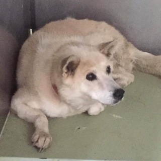 穏やかなミニーちゃんを助けてください