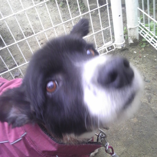 大型犬　雑種　♂