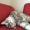 ねこ5628