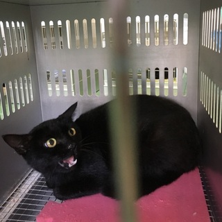 10/31（火）期限！まだ子供の黒猫ちゃん②