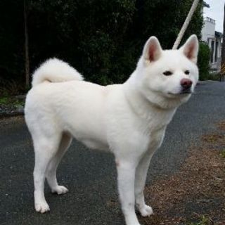 穏やかでおとなしい女の子