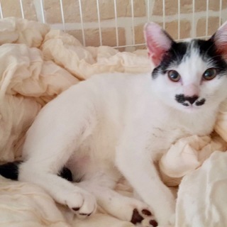 チョビヒゲ ハチワレ ❤️