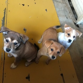 元気いっぱい三兄弟(*^^*)