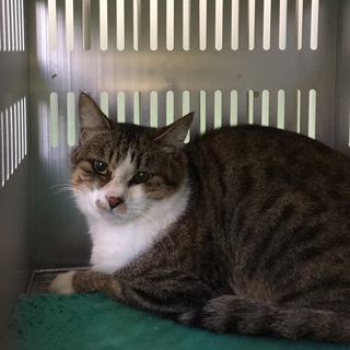 10/31（火）期限！大人しいキジ白ちゃん　